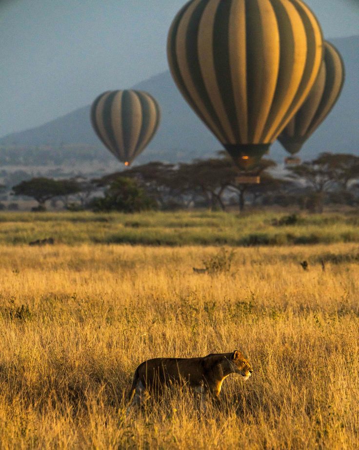 Ngorongoro Crater