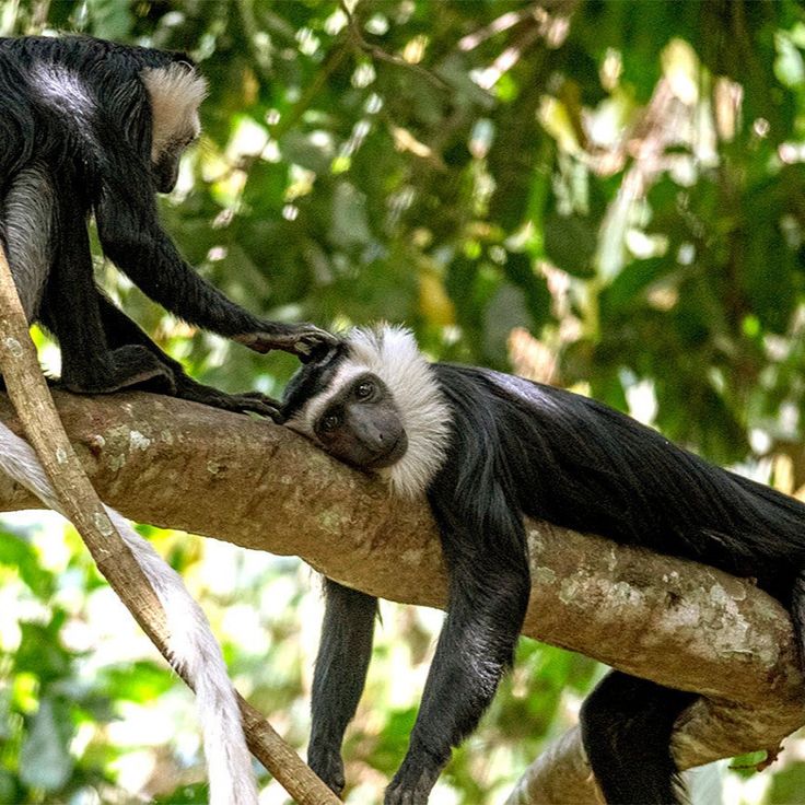Arusha National Park